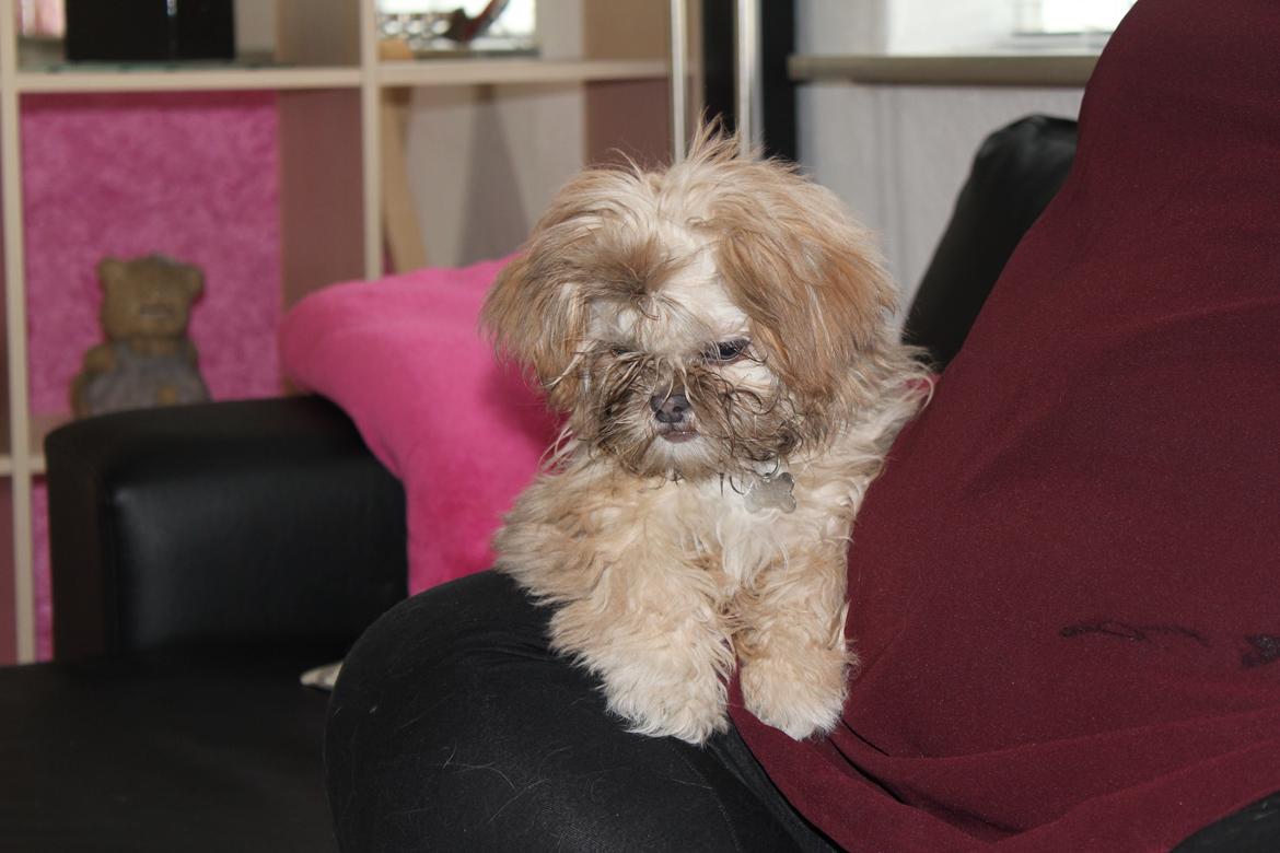 Shih tzu Molly billede 3