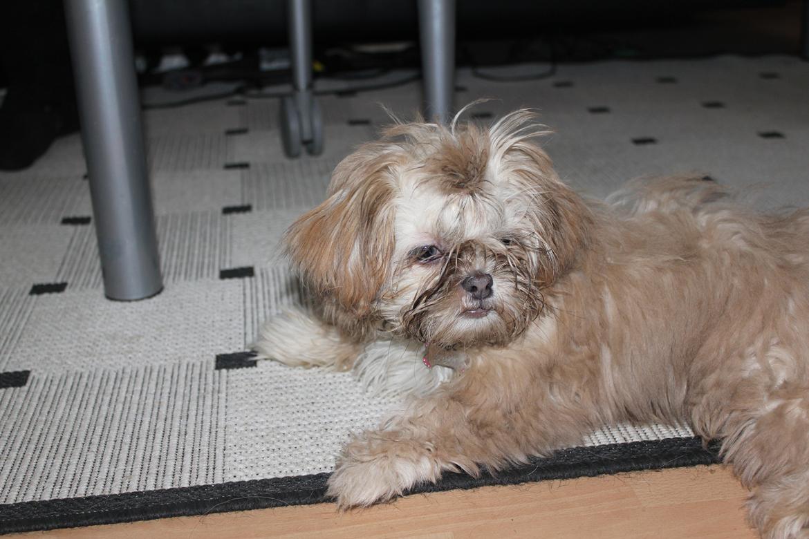 Shih tzu Molly billede 20