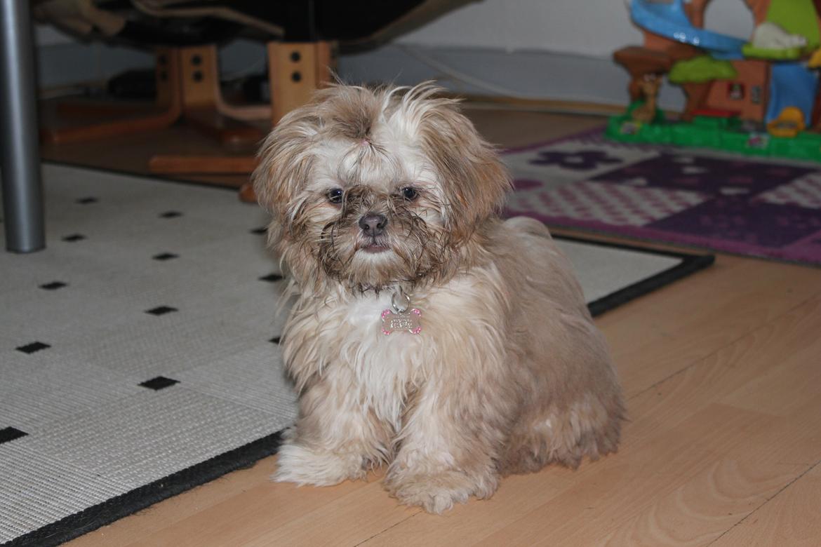 Shih tzu Molly billede 1