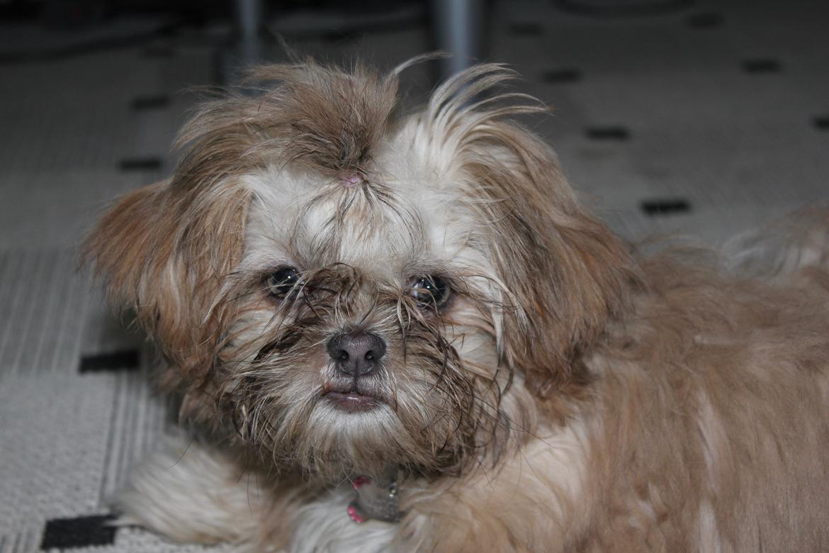 Shih tzu Molly billede 2