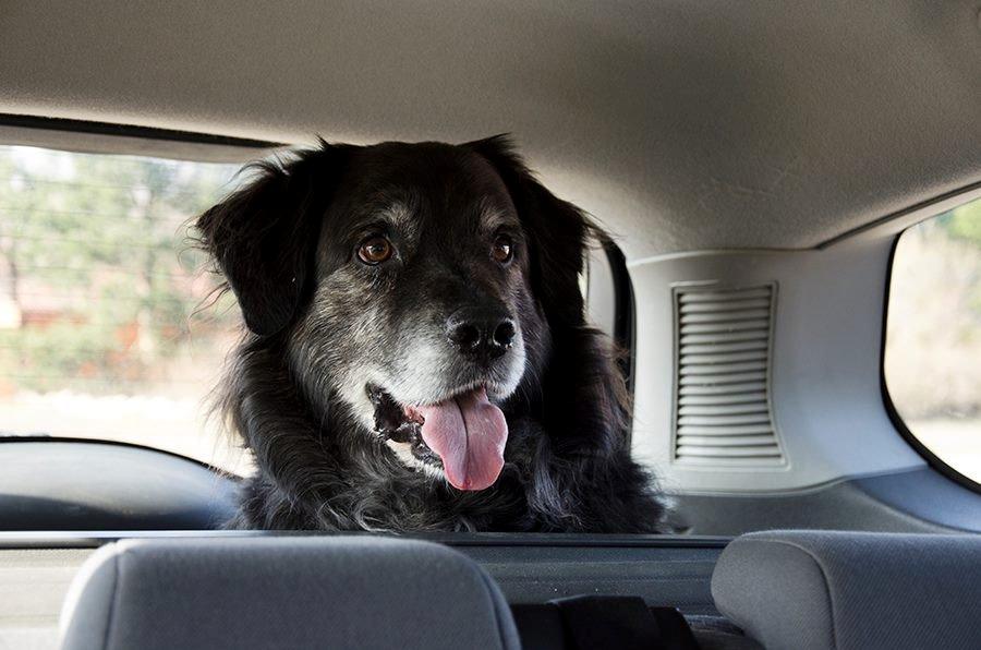 Blanding af racer Balto - Balto på vej i skoven - Dato: 10.marts 2014 Foto: www.SarahNadia.com billede 11