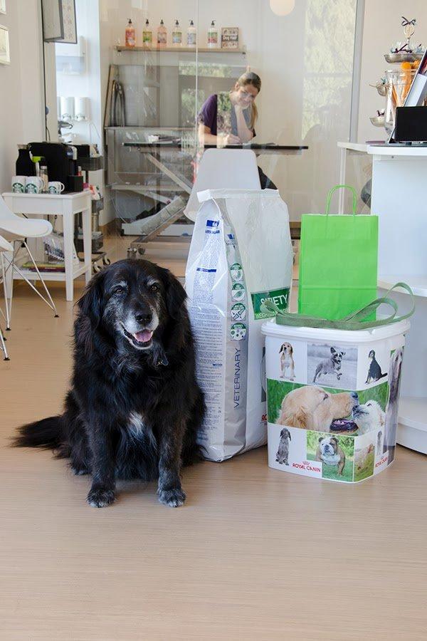 Blanding af racer Balto - Balto prøver for første gang den nye dyreklinik: Frederiksberg Dyreklinik og SPA. Foto: 12.marts 2014 billede 10