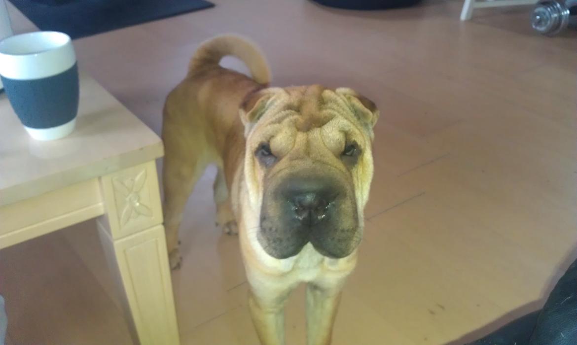 Shar pei penny billede 1