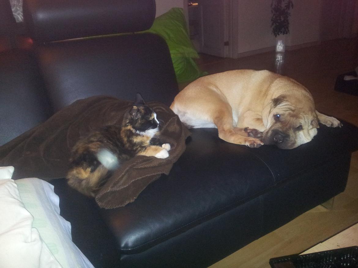 Shar pei penny billede 2