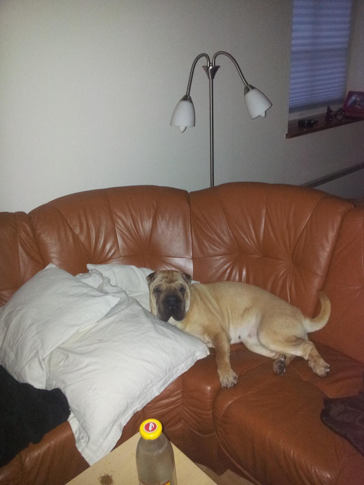 Shar pei penny billede 3