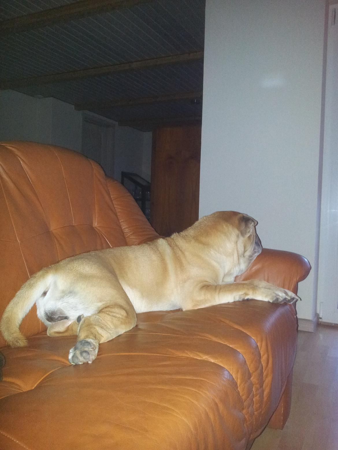 Shar pei penny billede 4