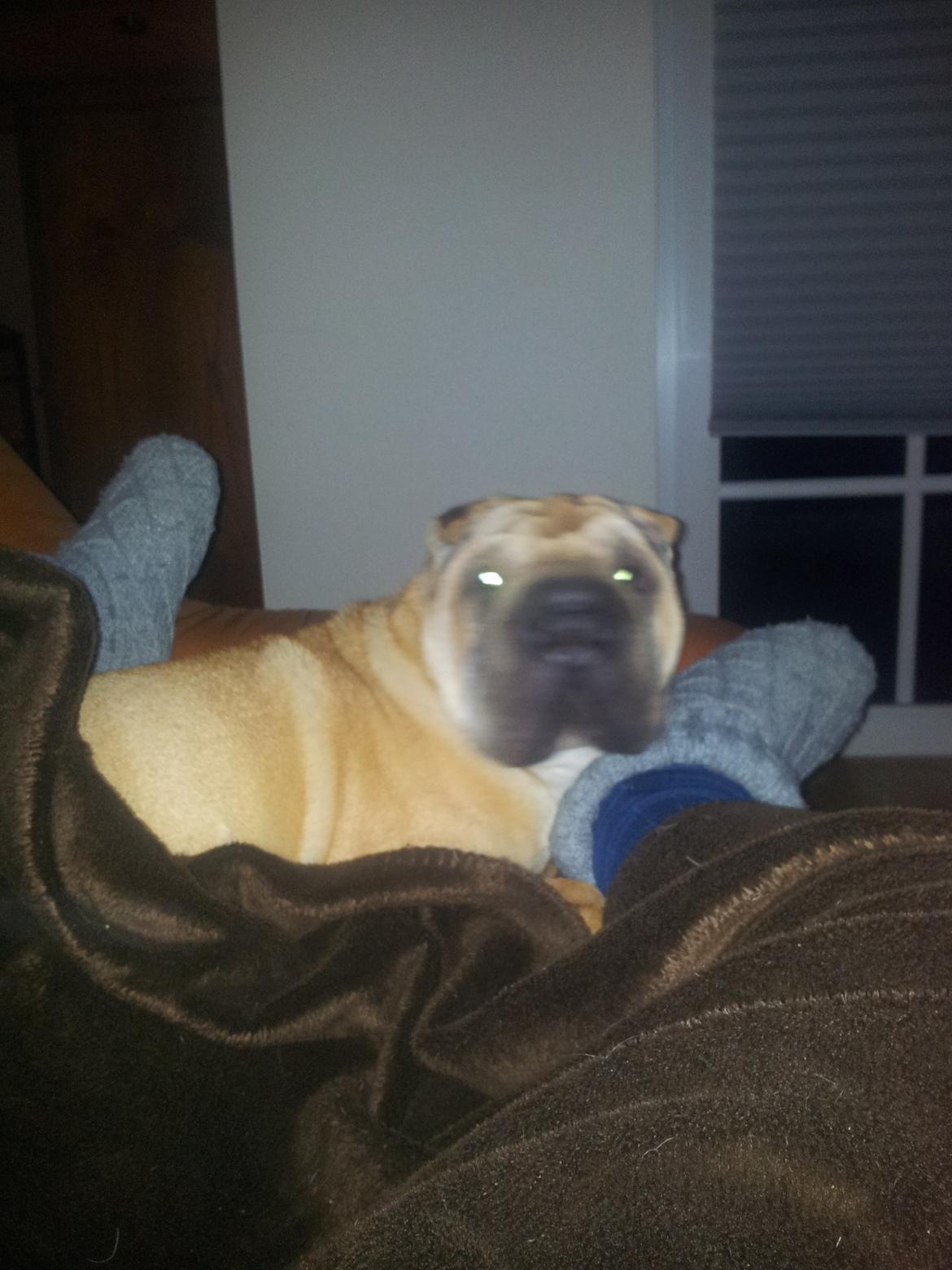 Shar pei penny billede 5