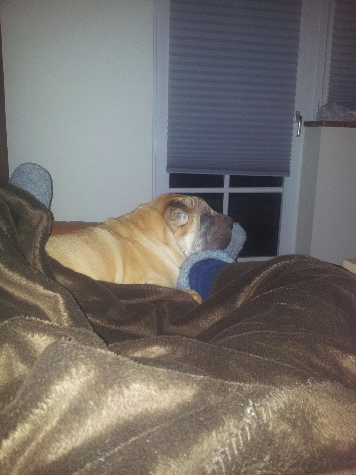 Shar pei penny billede 6