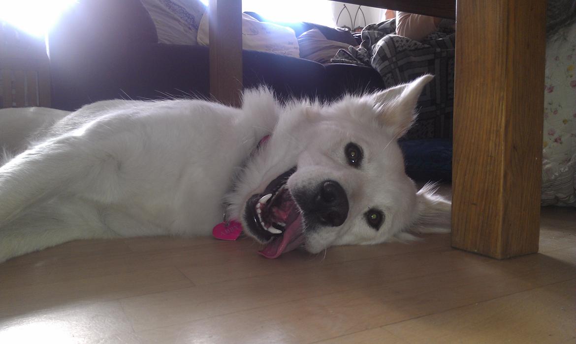 Blanding af racer Abby (Samojed/schæfer Blanding) billede 3