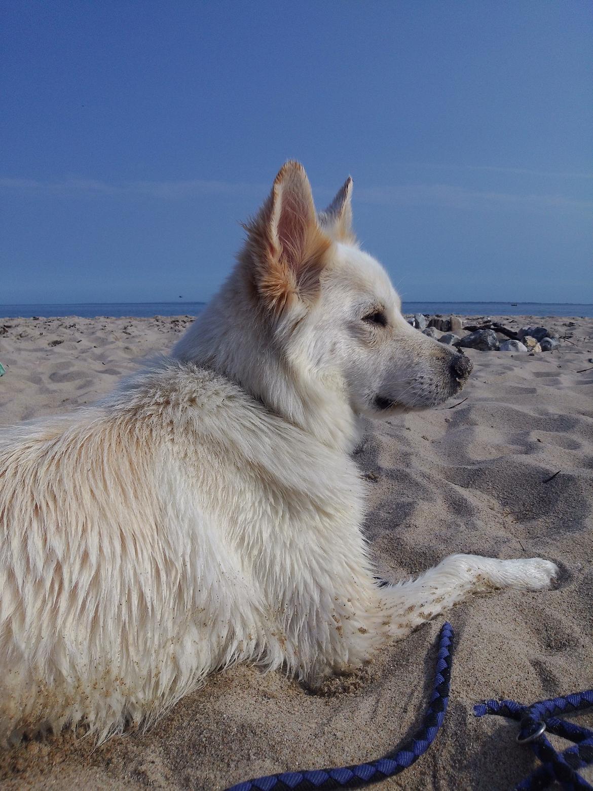 Blanding af racer Abby (Samojed/schæfer Blanding) billede 11