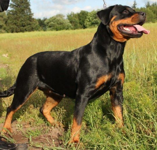 Rottweiler Vom Hause Desteny Loke - Mormor: Gianna aus der Espenstàtte billede 26