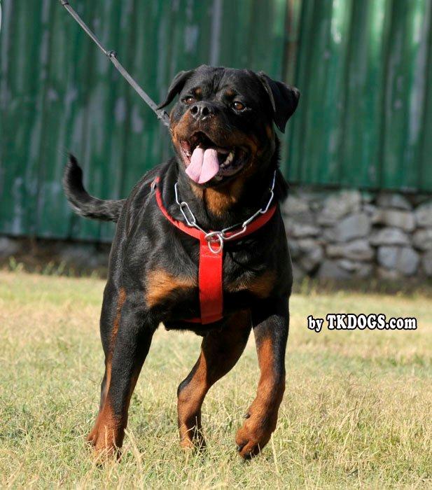 Rottweiler Vom Hause Desteny Loke - Farmor: MOO FROM BRODGAR OF ORKNEY billede 28