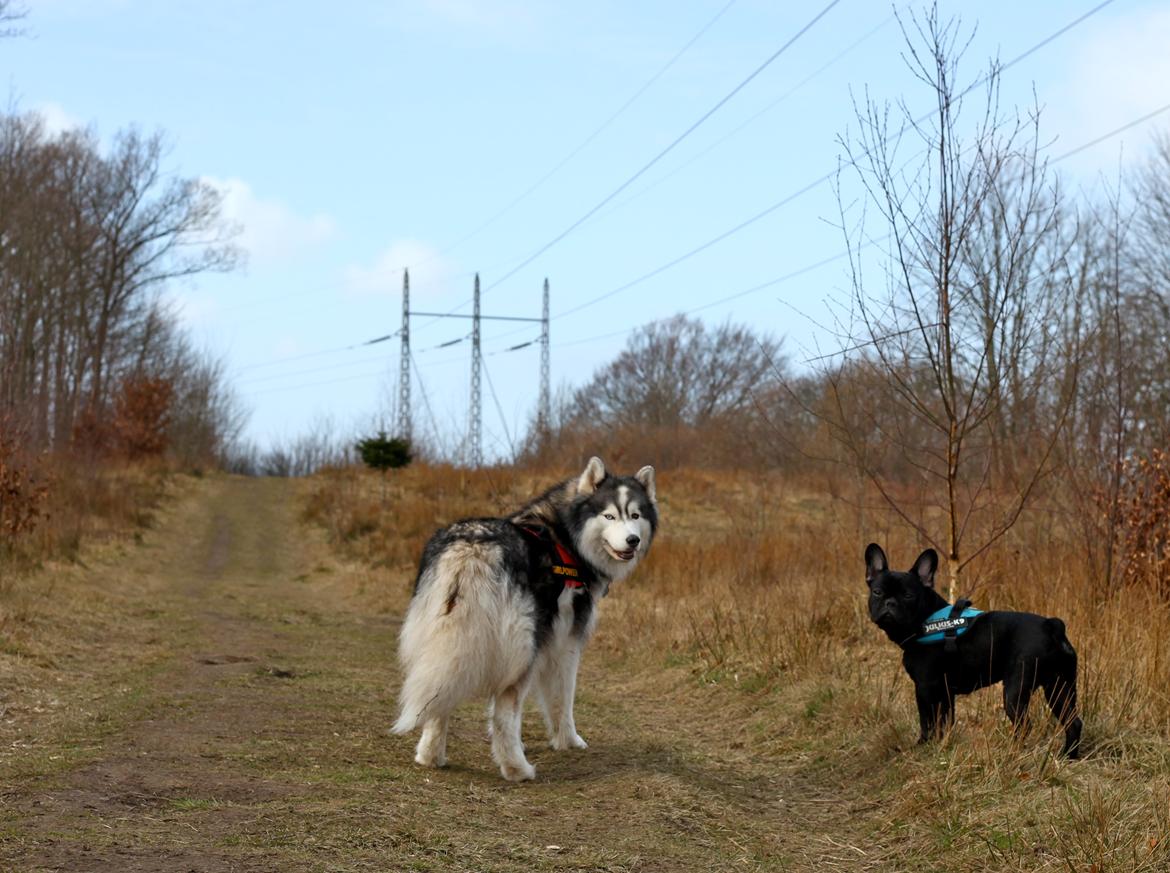 Siberian husky | Jeyzi billede 28