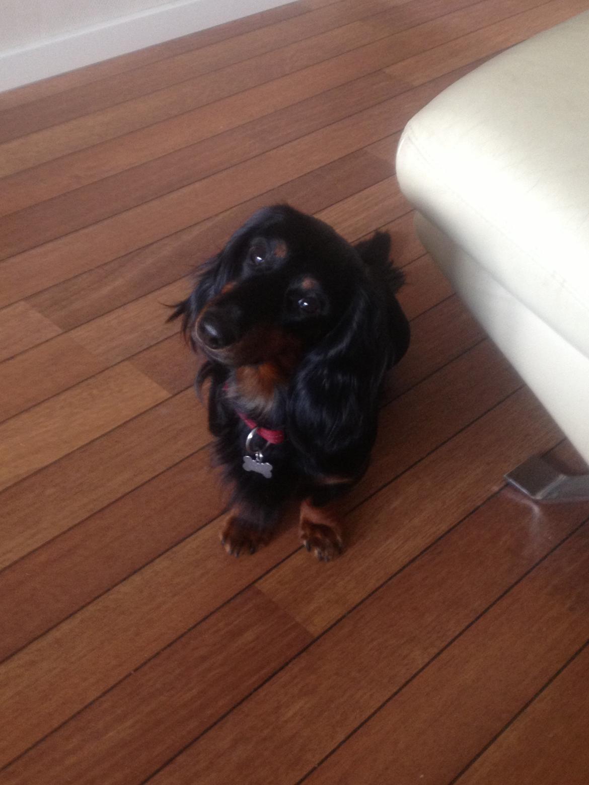 Gravhund Elvis - Søde Elvis billede 1
