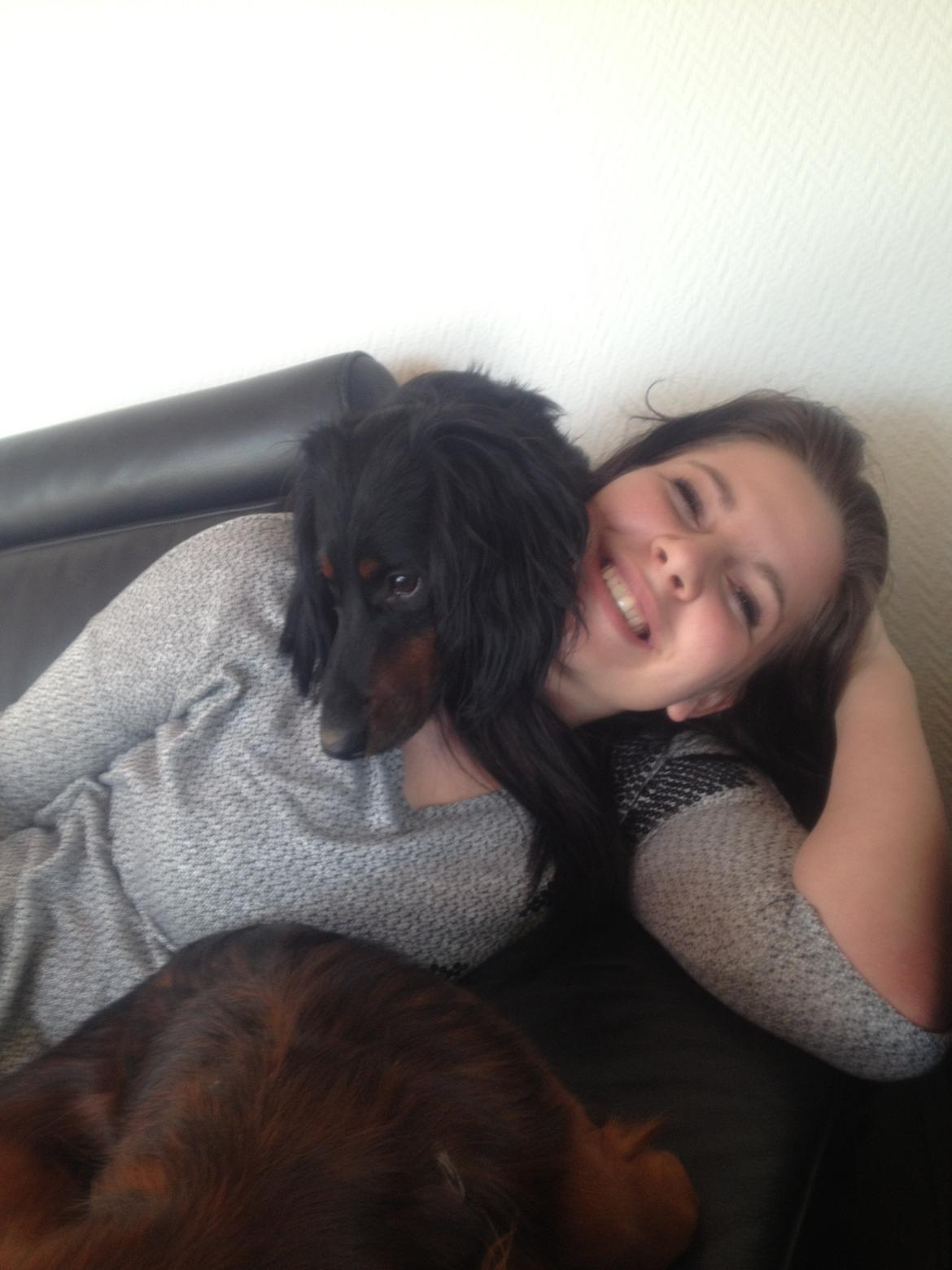 Gravhund Elvis - Han elsker at putte og blive nusset  billede 3