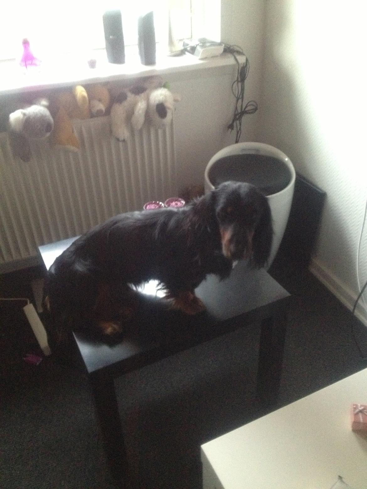 Gravhund Elvis - Han er en lille bandit når man vender ryggen :-D billede 5