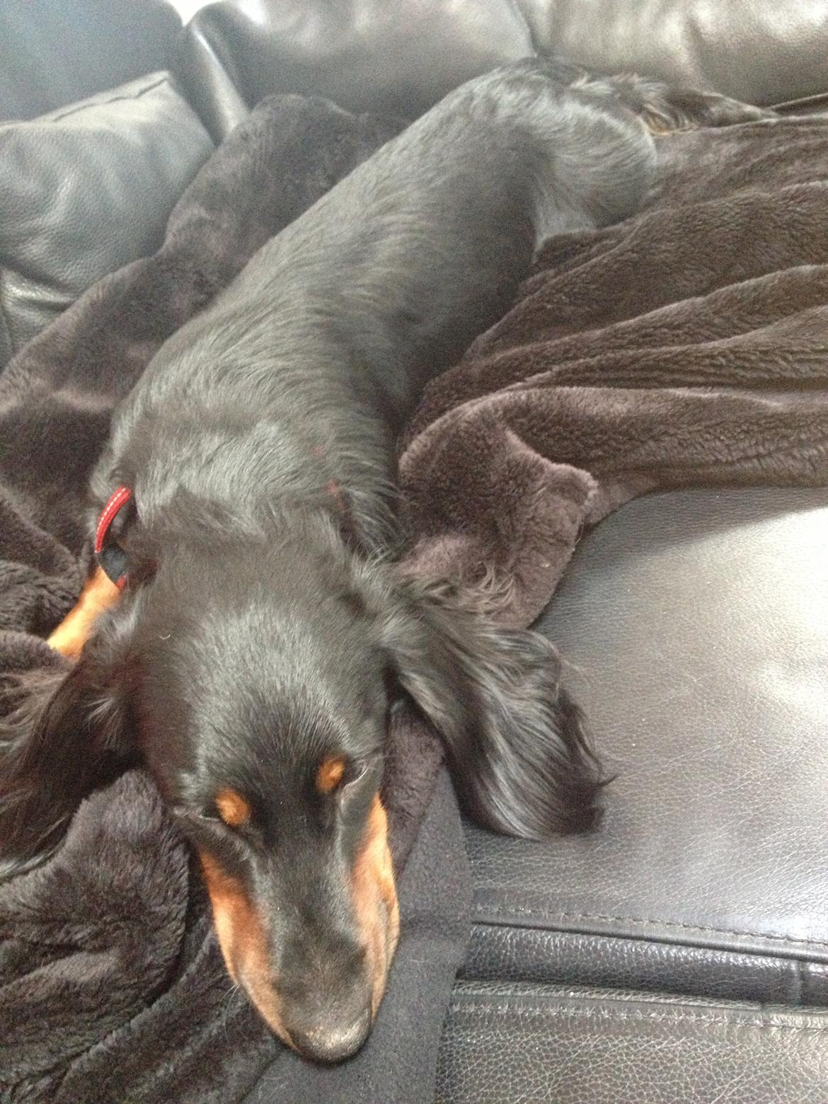Gravhund Elvis - Trætte lille skat! billede 6
