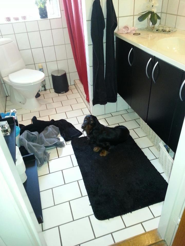 Gravhund Elvis - Han passer på en når man er i bad :-) billede 2