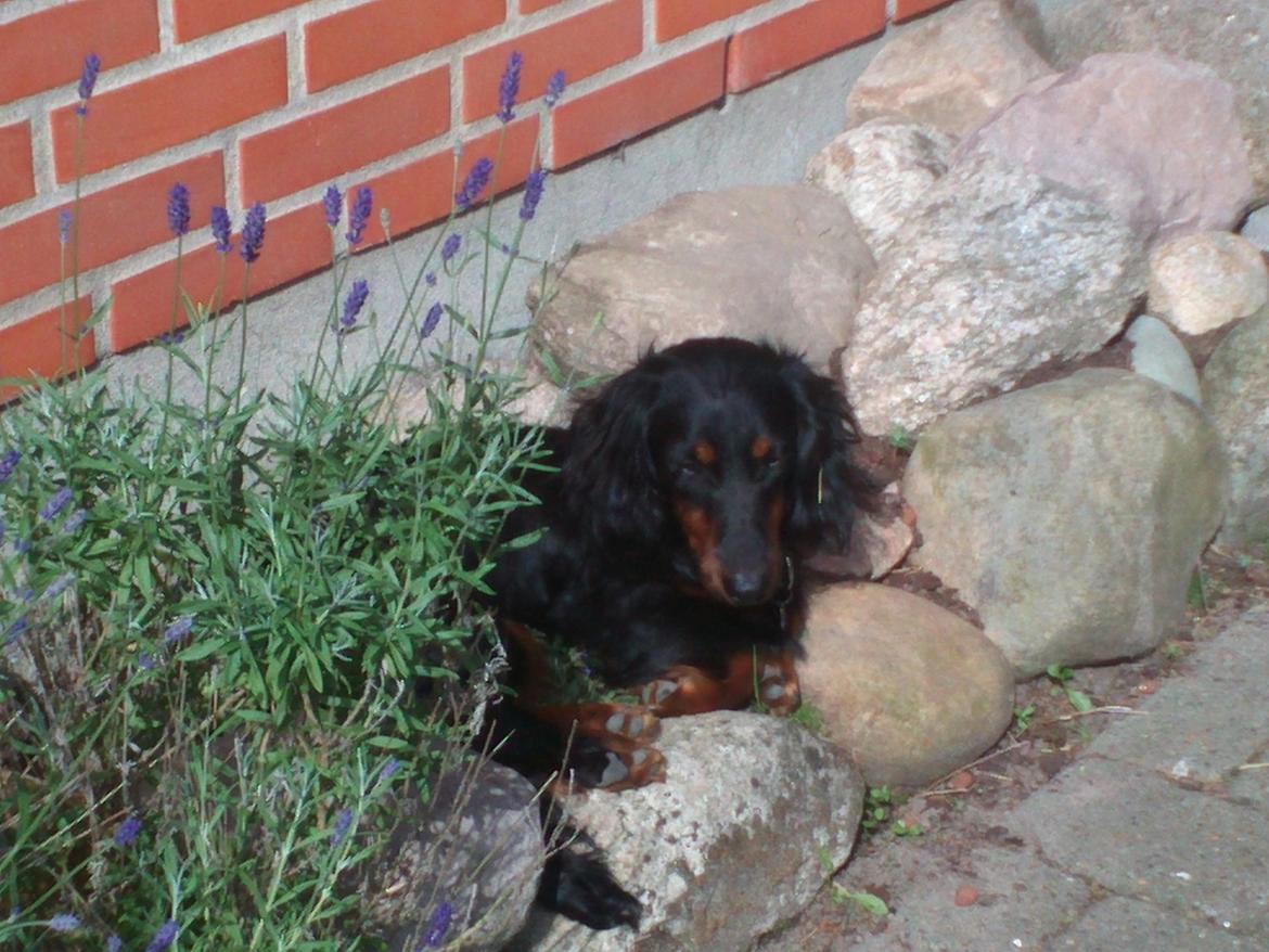 Gravhund Elvis - Vores lille gartner :-) billede 7