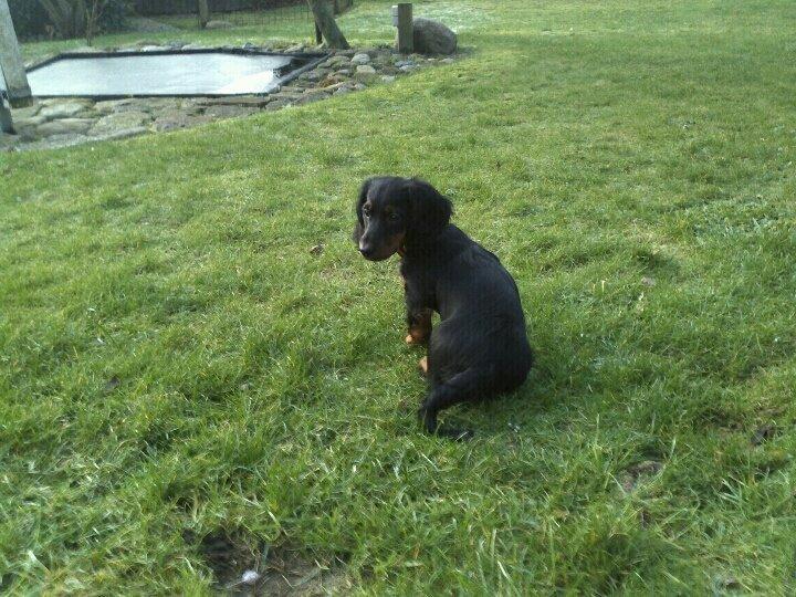 Gravhund Elvis - Elvis som hvalp  billede 8
