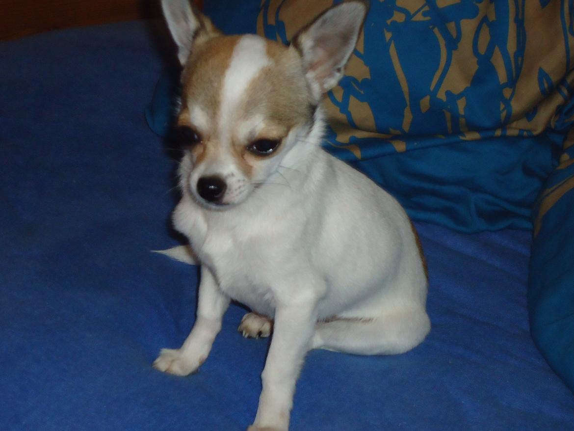 Chihuahua Izza billede 2