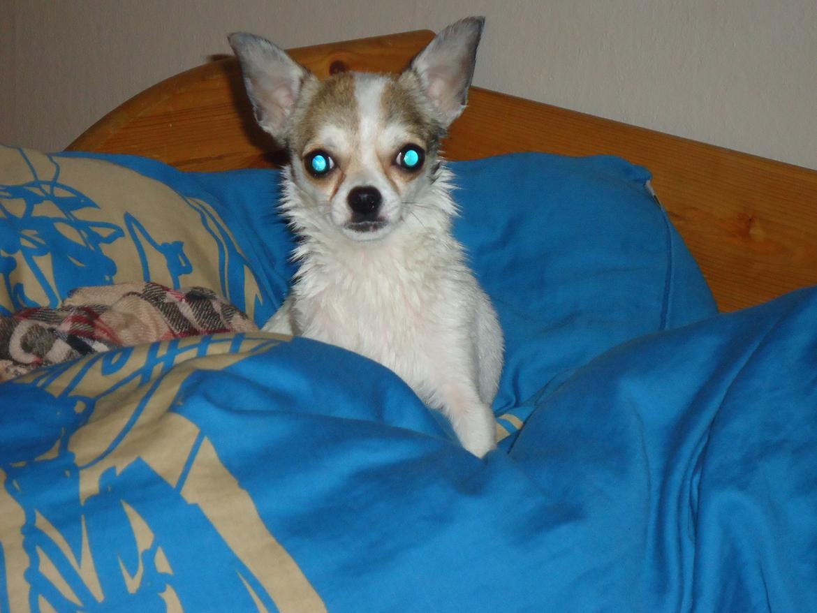 Chihuahua Izza billede 3