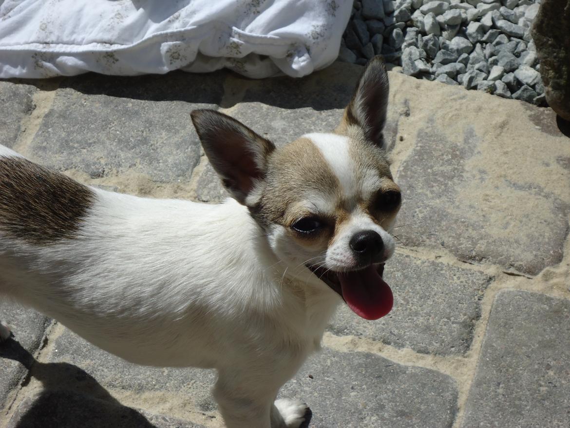 Chihuahua Izza billede 4