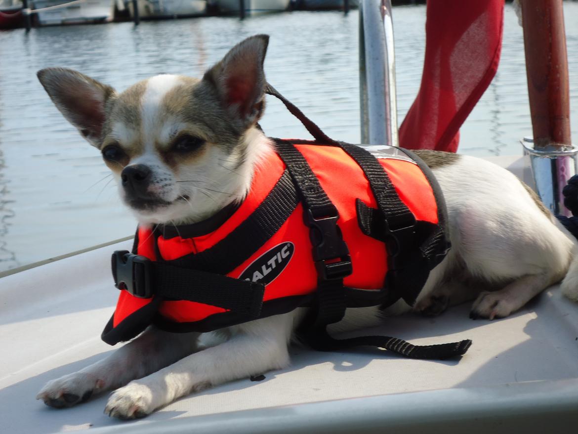 Chihuahua Izza billede 1