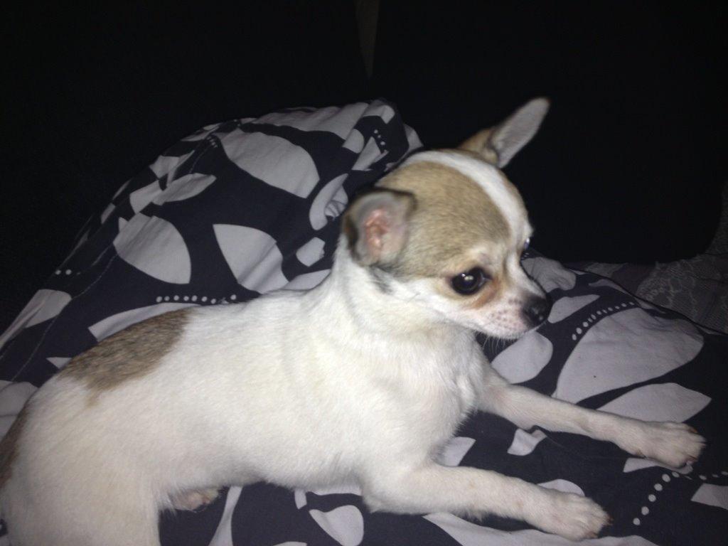 Chihuahua Izza billede 5