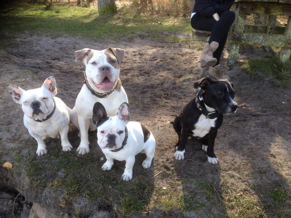 Fransk bulldog Ronja røver'datter - Nyt! 16/3-14 billede 15