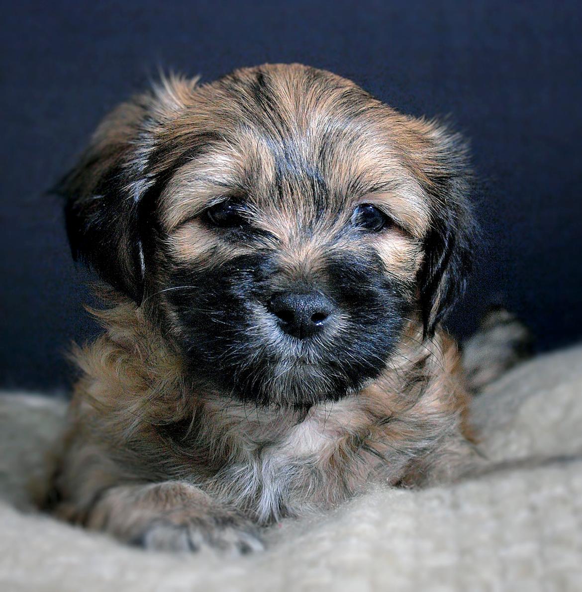 Bichon havanais Timon billede 1