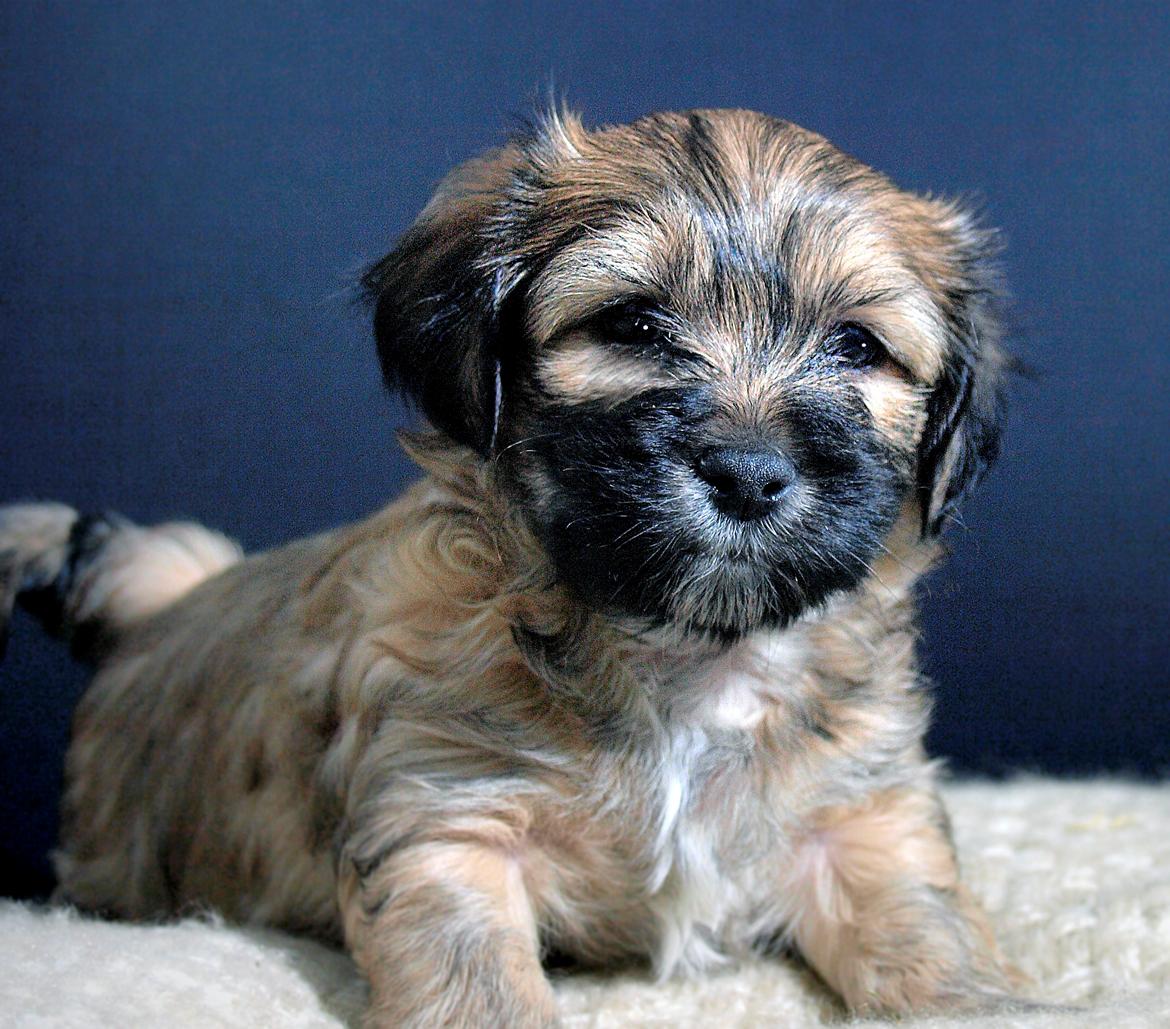 Bichon havanais Timon billede 3