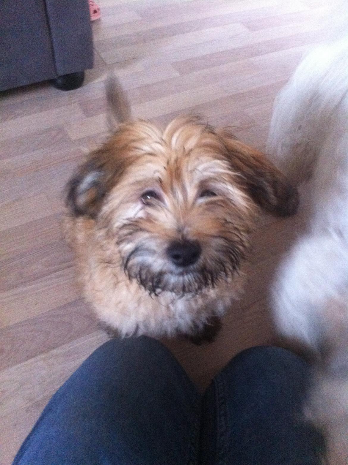 Bichon havanais Timon billede 4