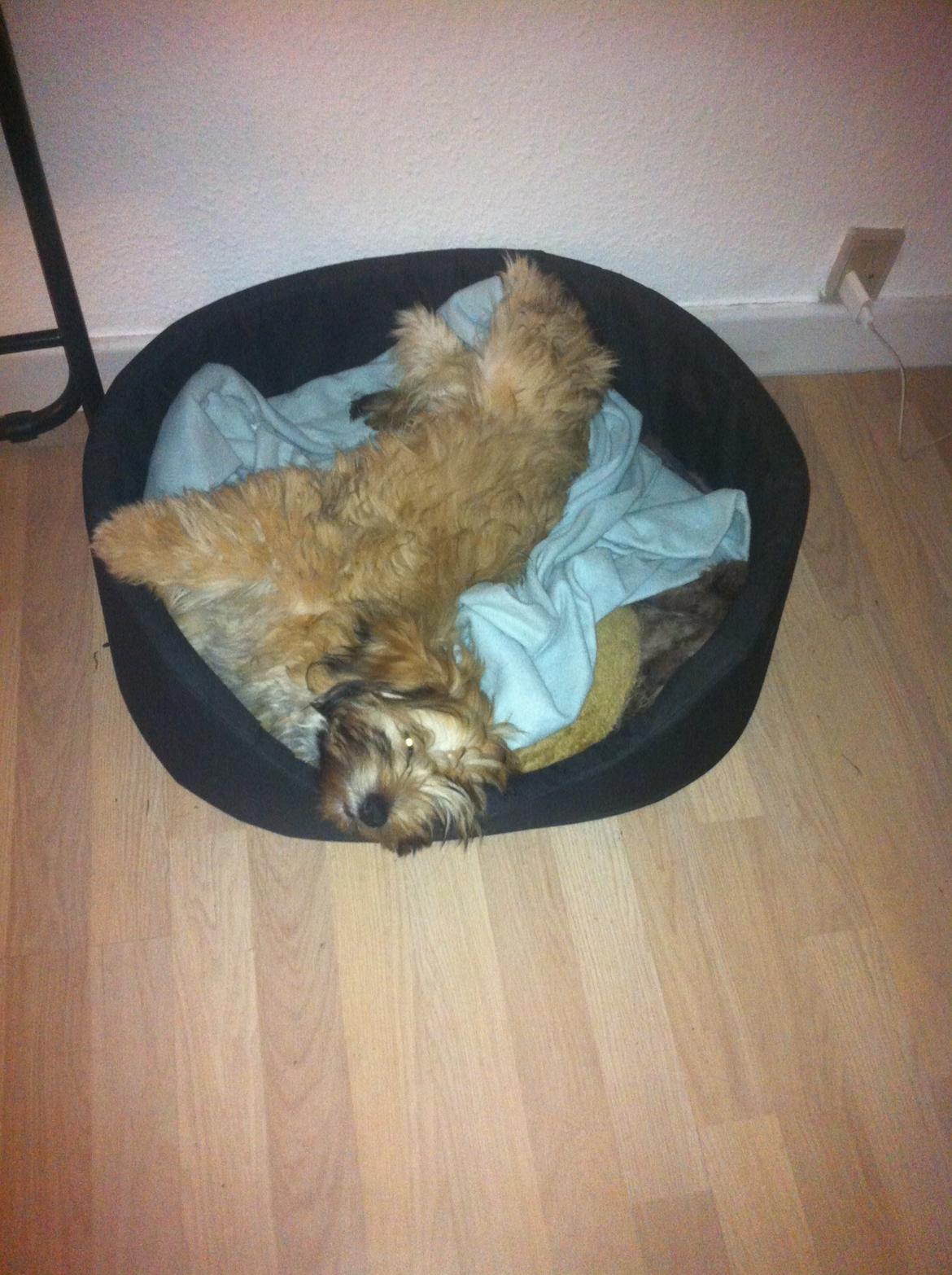 Bichon havanais Timon billede 5