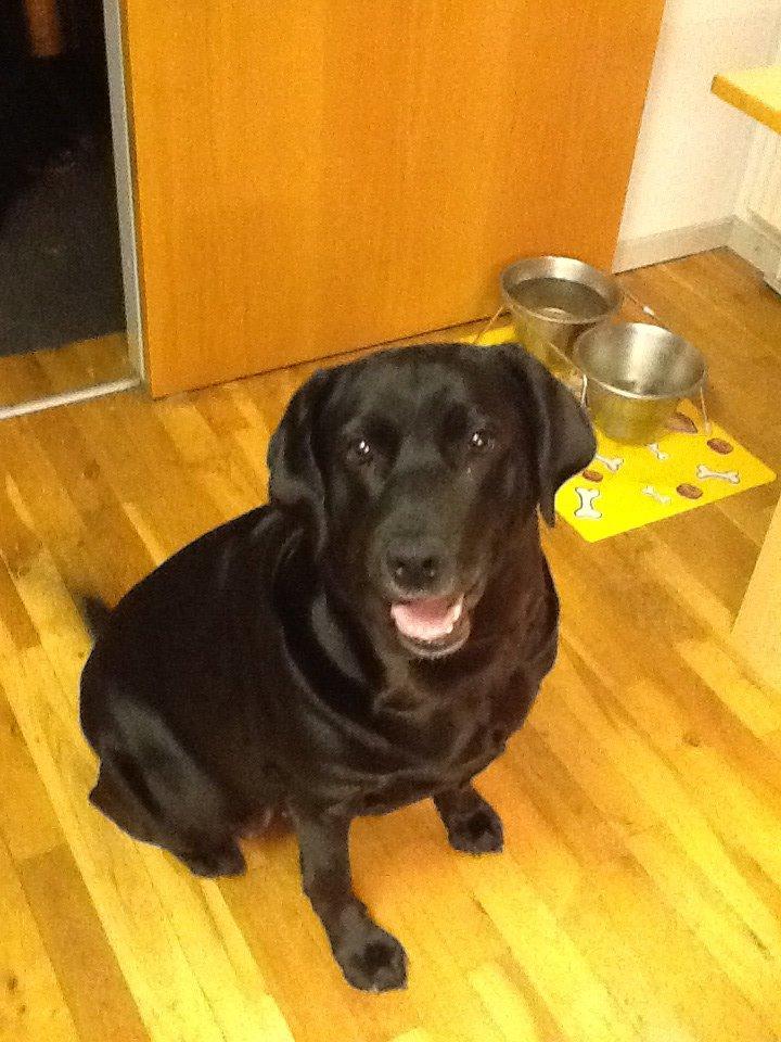 Labrador retriever Nova R.I.P billede 9