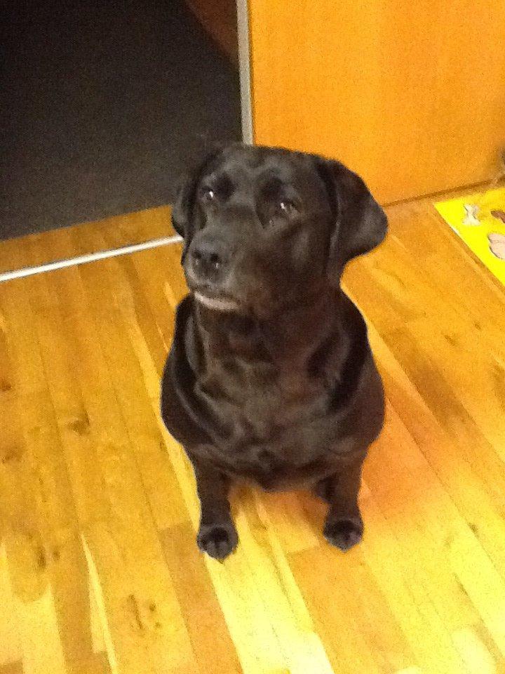 Labrador retriever Nova R.I.P billede 2