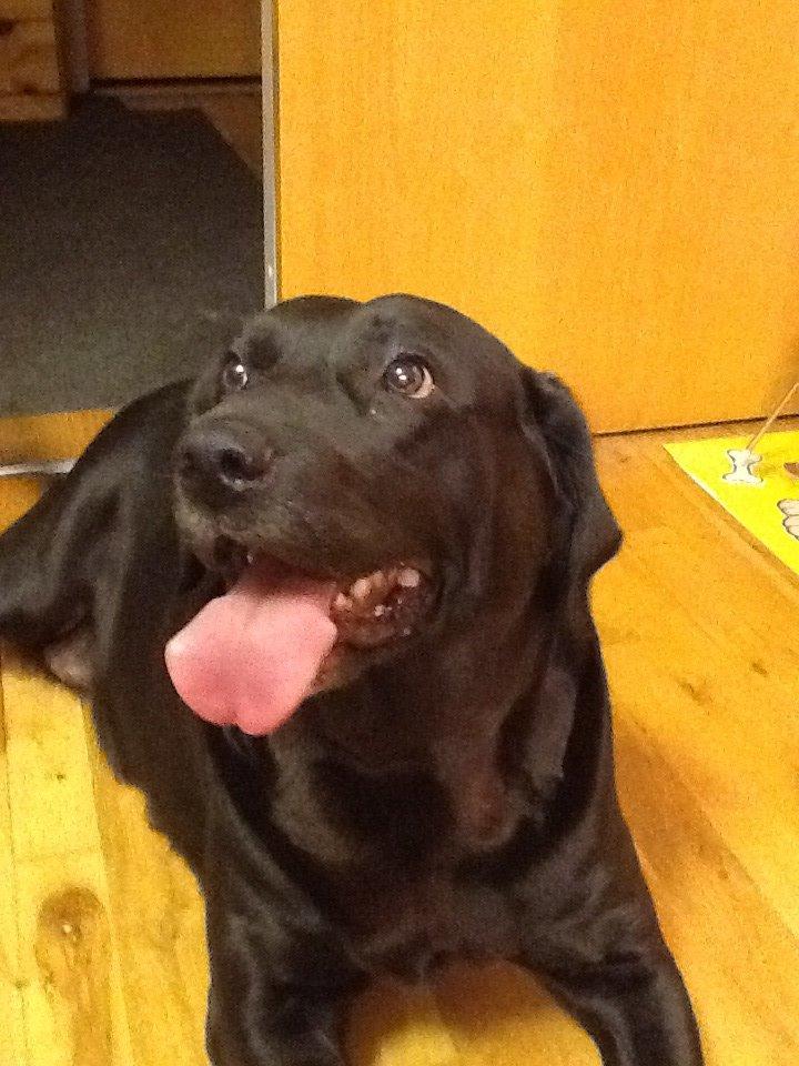 Labrador retriever Nova R.I.P billede 3