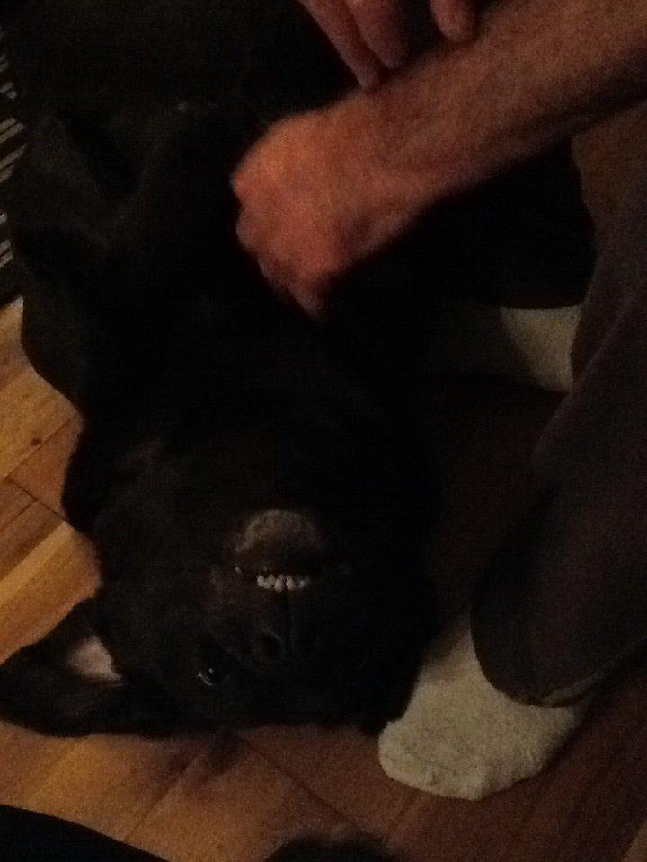 Labrador retriever Nova R.I.P billede 4