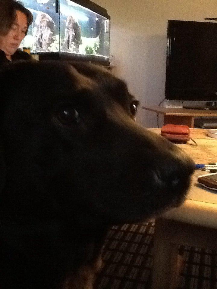 Labrador retriever Nova R.I.P billede 5