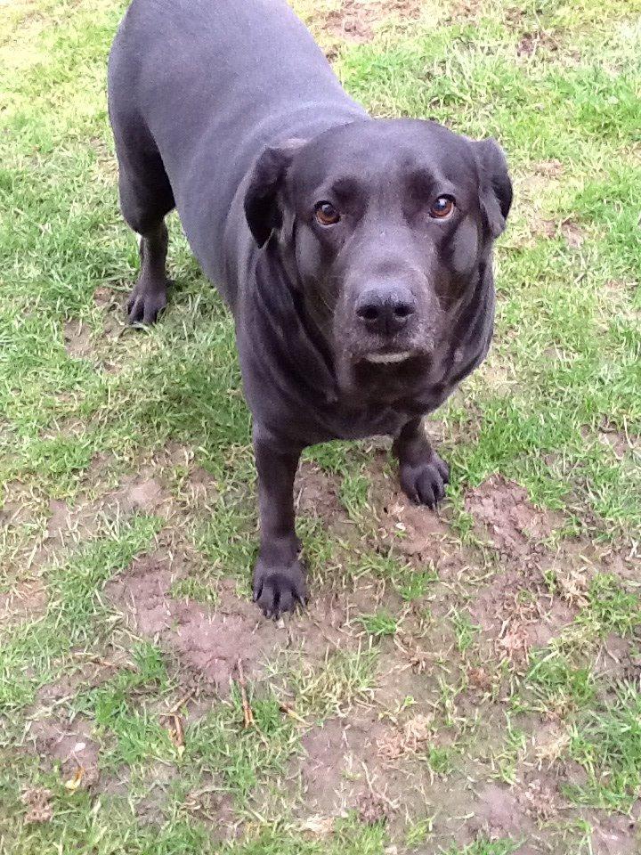 Labrador retriever Nova R.I.P billede 7