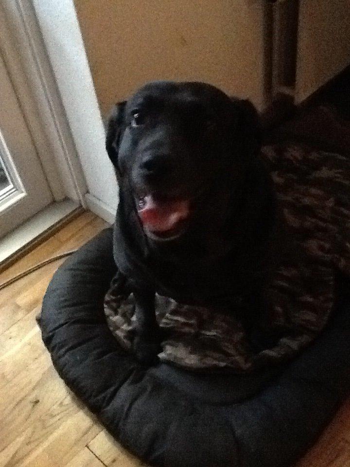 Labrador retriever Nova R.I.P billede 8