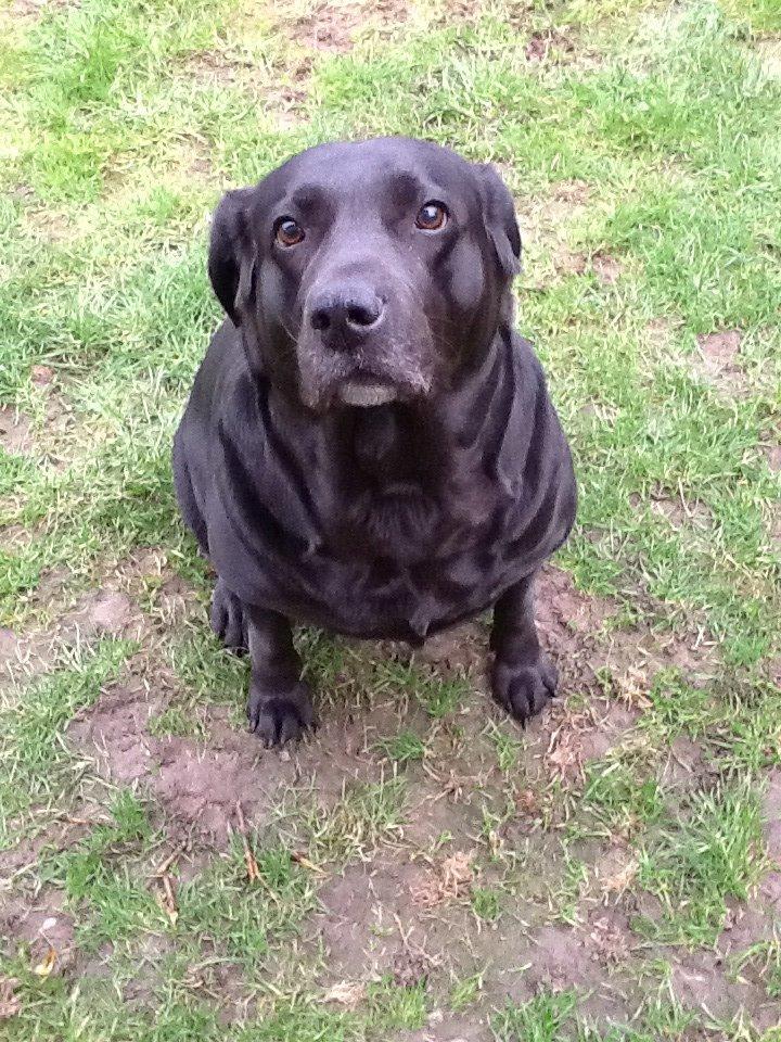 Labrador retriever Nova R.I.P billede 1