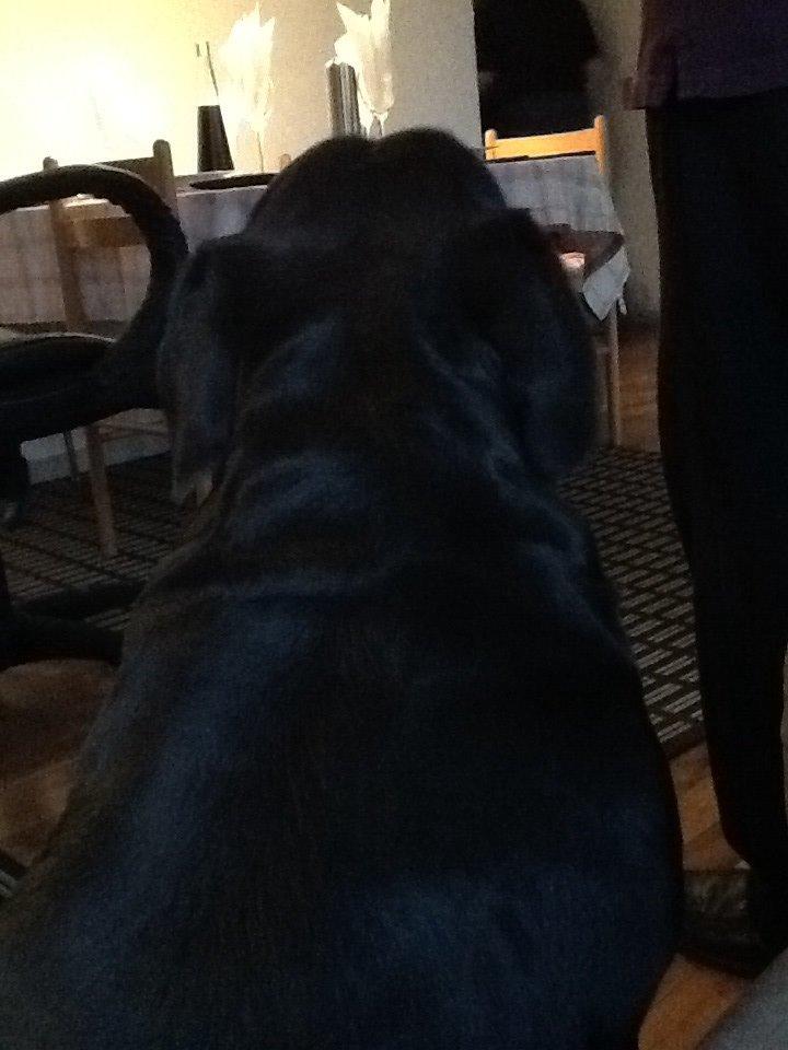 Labrador retriever Nova R.I.P billede 11