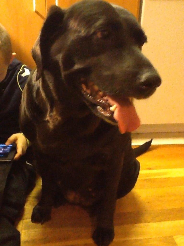 Labrador retriever Nova R.I.P billede 10