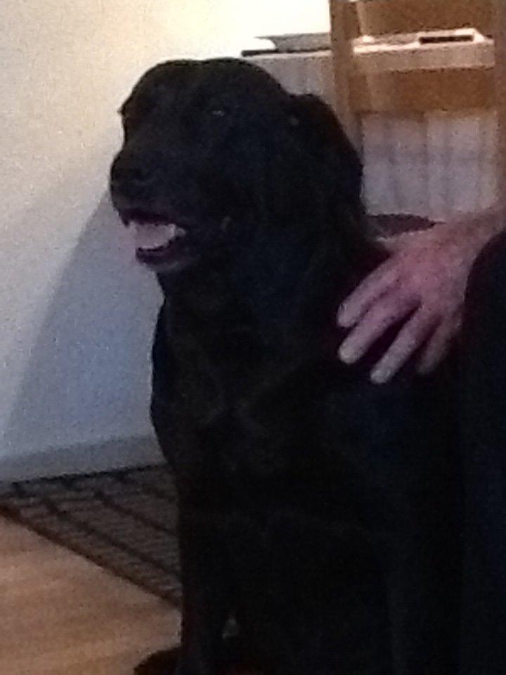 Labrador retriever Nova R.I.P billede 12