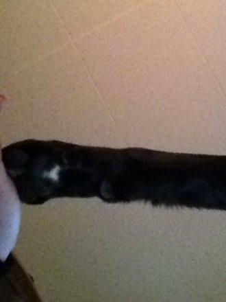 Labrador retriever Nova R.I.P billede 13