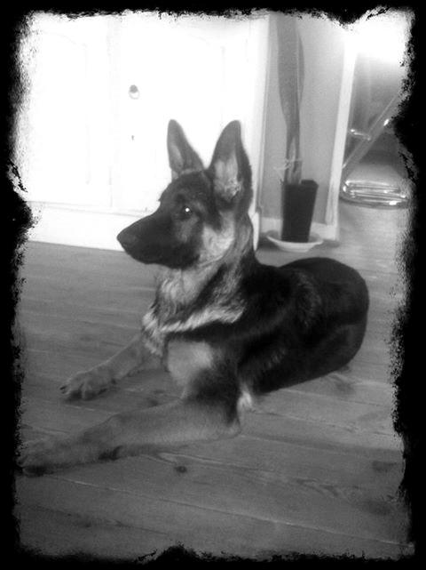 Schæferhund Bella billede 1