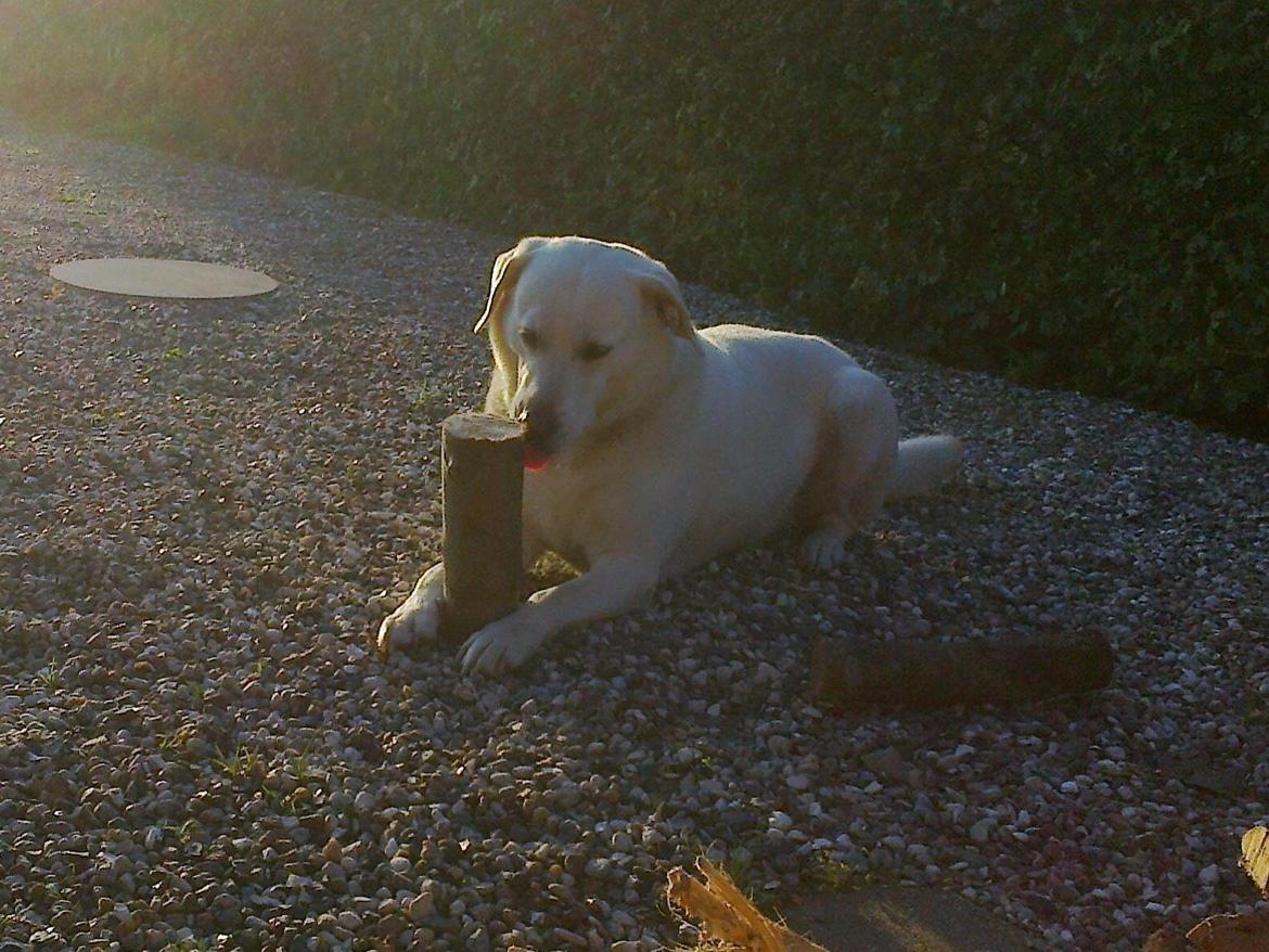 Labrador retriever Taison billede 3