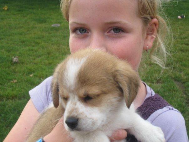 Blanding af racer Beagle/Japansk Spids-Futte - Første gang jeg så Futte :) billede 20