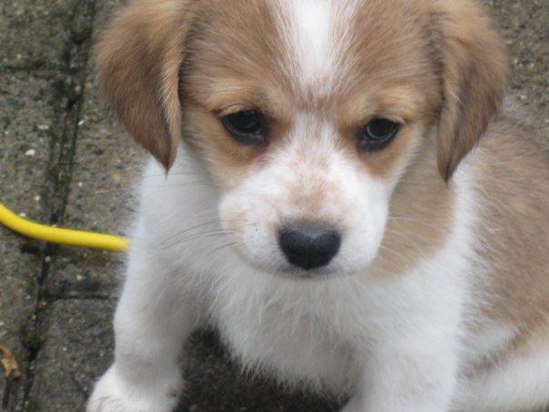 Blanding af racer Beagle/Japansk Spids-Futte - Futte 8 uger billede 22